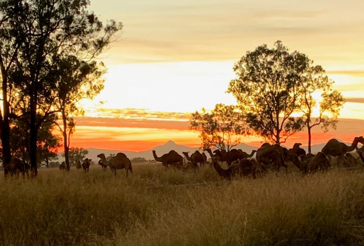 昆士兰州，哈里斯维尔，Summer Land Camels © Summer Land Camels 版权所有
