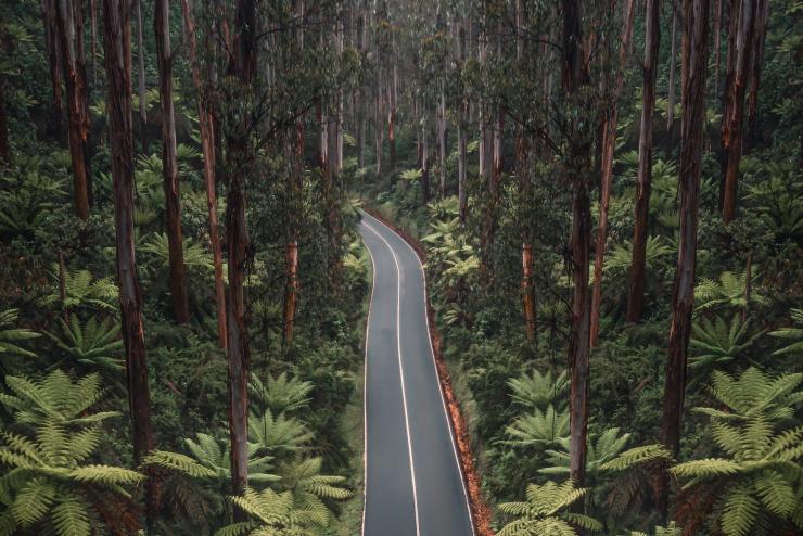 维多利亚州，亚拉河谷，黑马刺路（Black Spur Drive）© Santiago Gonzalez Redondo 版权所有