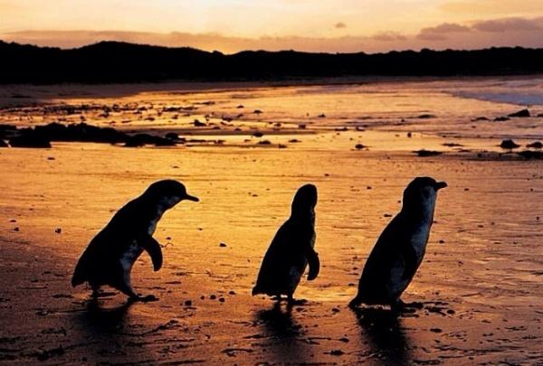 维多利亚州，菲利普岛天然公园 © 菲利普岛天然公园版权所有