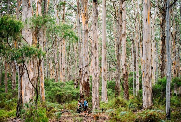 西澳大利亚州，玛格丽特河地区，博拉纳普森林 © 玛格丽特河美食美酒节版权所有