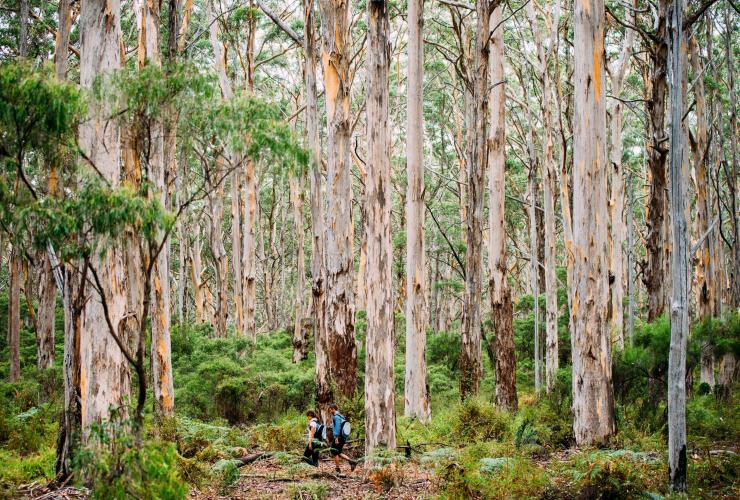 西澳大利亚州，玛格丽特河地区，博拉纳普森林 © 玛格丽特河美食美酒节版权所有