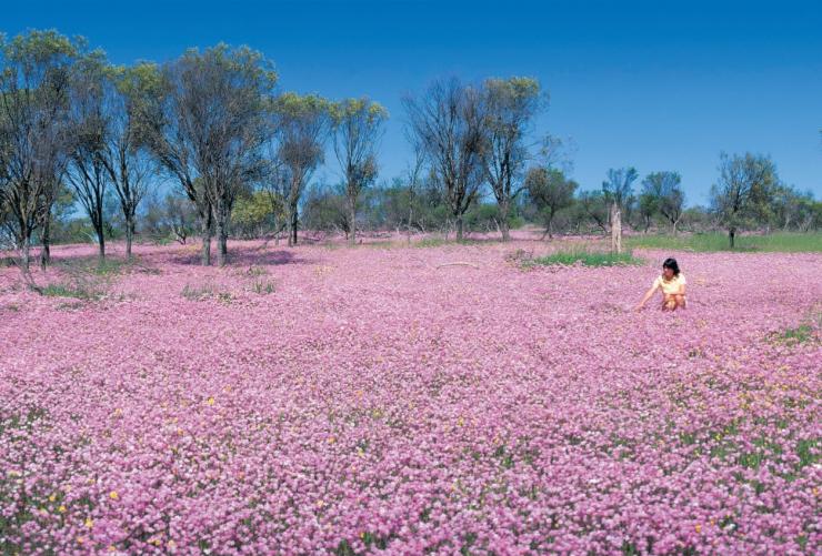 西澳大利亚州，绿松石海岸，野花盛开 © 西澳大利亚州旅游局版权所有