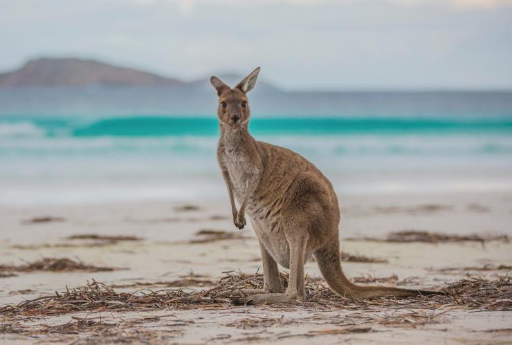 西澳大利亚，勒格兰角国家公园，幸运湾 © Greg Snell/西澳大利亚州旅游局版权所有