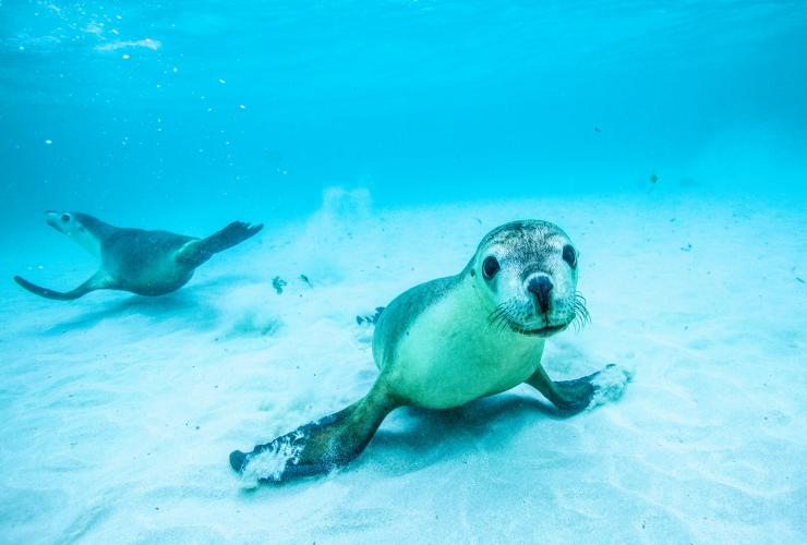 Swimming with sea lions, Jurien Bay, Western Australia © Australia’s Coral Coast