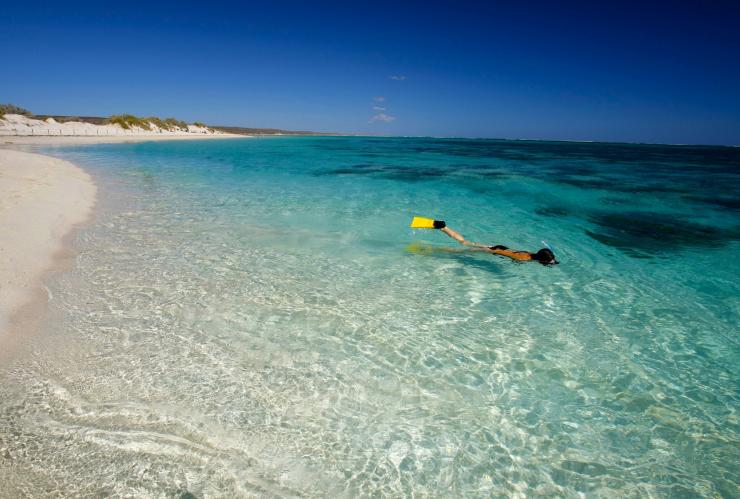 西澳大利亚州，宁加洛珊瑚礁，绿松石湾浮潜 © 澳大利亚珊瑚海岸版权所有