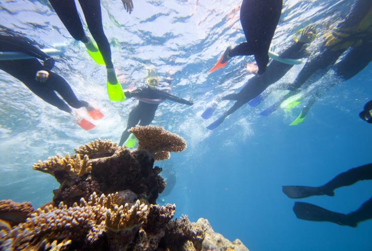 昆士兰州，凯恩斯附近，大堡礁浮潜体验 © 昆士兰州旅游及活动推广局版权所有
