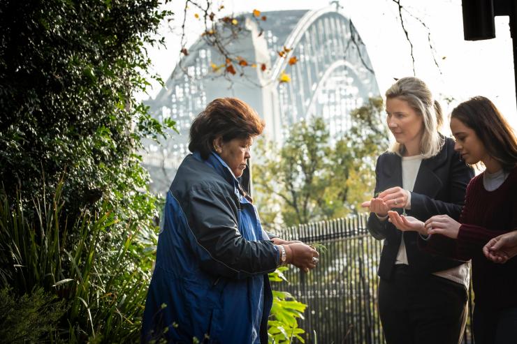 新南威尔士州，梦幻时光遗产之旅，Dreamtime Southern X 所有者 Aunty Margret Campbell 为两名游客介绍本土植物，背景是悉尼海港大桥 © 澳大利亚旅游局版权所有