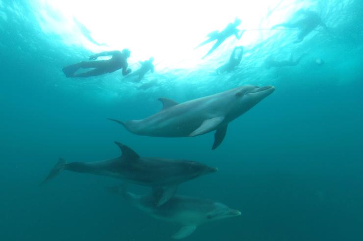 维多利亚州，贝勒瑞恩半岛，Sea All Dolphin Swims，游泳者与海豚水下互动 © Sea All Dolphin Swims 版权所有
