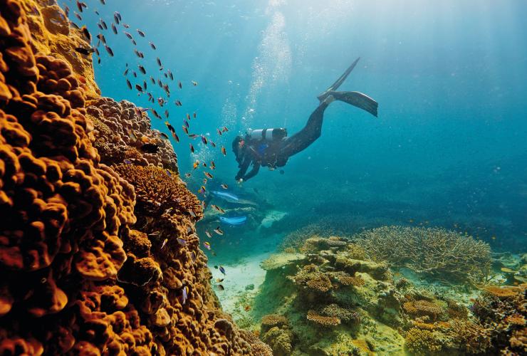 昆士兰州，大堡礁，海龙岛© Paul Giggle 版权所有