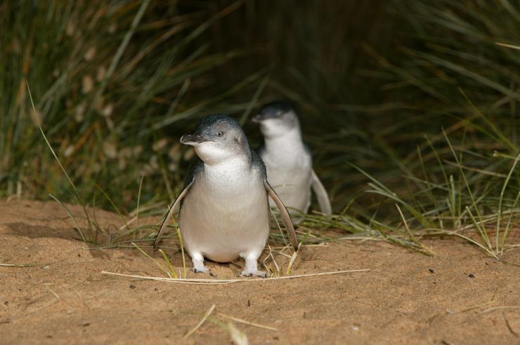 菲利普岛天然公园海滩上的小企鹅 © 菲利普岛天然公园版权所有
