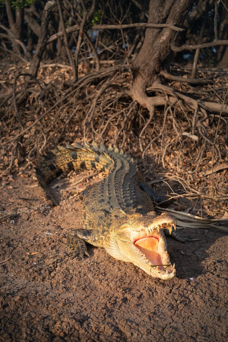 北领地，卡卡杜国家公园，鳄鱼 © 北领地旅游局/Daniel Tran 版权所有