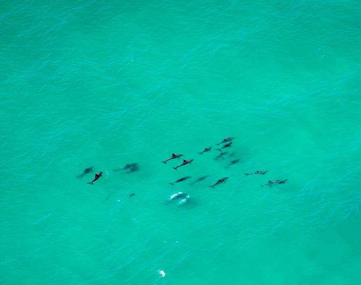 拜伦角海洋公园中的一群海豚 © 澳大利亚旅游局版权所有