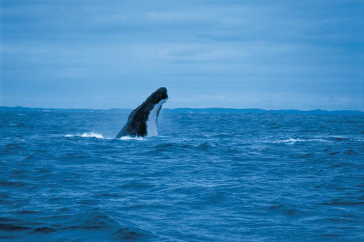 西澳大利亚州，在奥古斯塔附近观鲸 © 西澳大利亚州旅游局版权所有