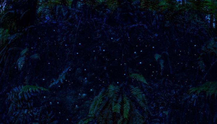 梅尔巴峡谷雨林中的萤火虫 © 大洋路旅游局版权所有