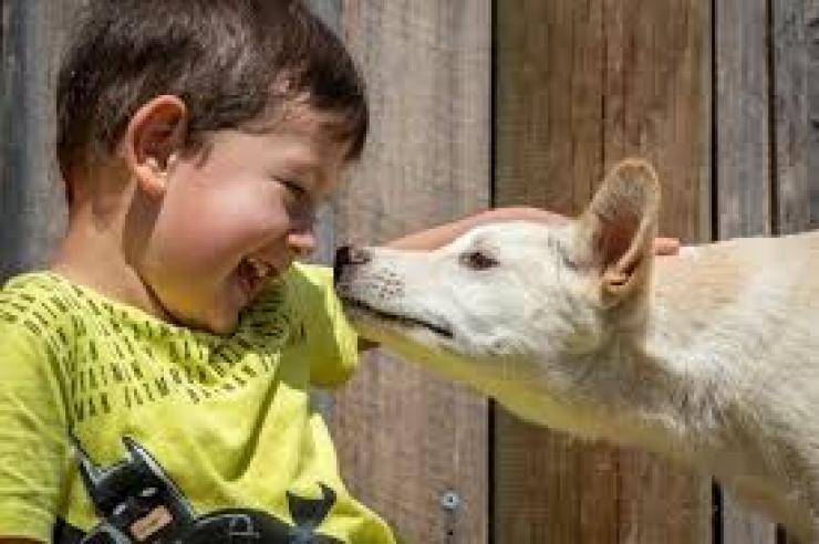 在新南威尔士州悉尼动物园，一名儿童抚摸澳大利亚丁狗 © 悉尼动物园版权所有