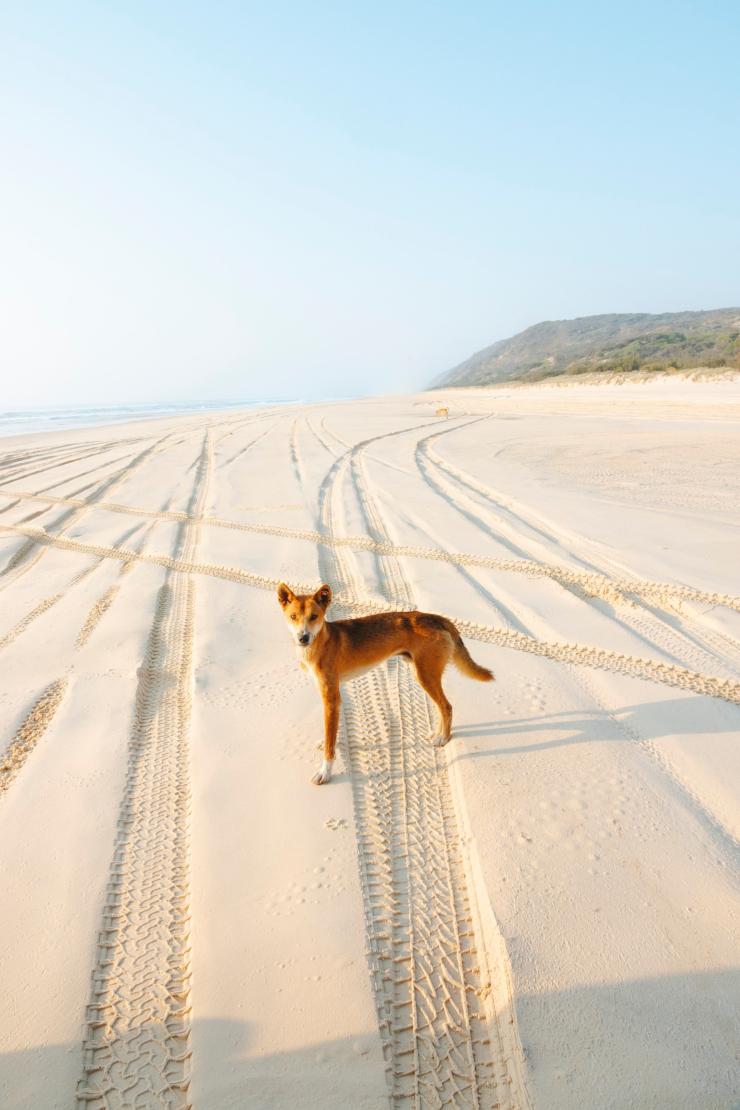 费沙岛海滩上的澳大利亚丁狗 © 昆士兰州旅游及活动推广局版权所有