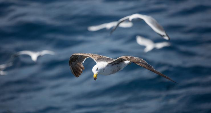 南澳大利亚州，海王星岛，海鸥 © 澳大利亚旅游局版权所有