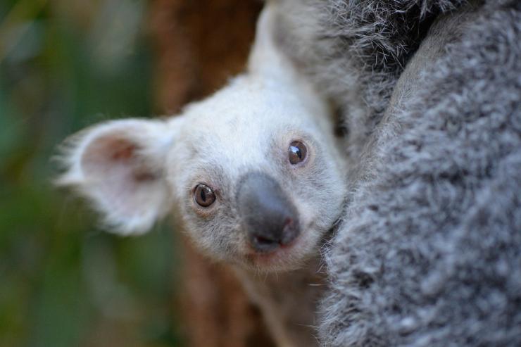 澳大利亚动物园的考拉幼崽和妈妈 © Ben Beaden/澳大利亚动物园版权所有