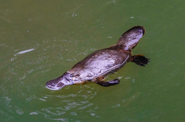 在伊加拉国家公园的布罗肯河中游泳的鸭嘴兽 © 昆士兰州旅游及活动推广局/Jewels Lynch 版权所有