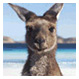 Weibo_TourismAustralia