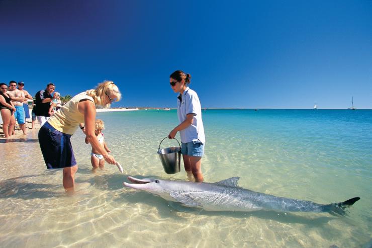鲨鱼湾，猴子米亚，海滩上的海豚喂食 © 西澳大利亚州旅游局版权所有