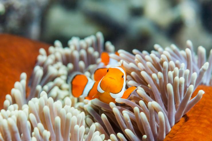 昆士兰州，大堡礁，阿金考特礁，小丑鱼 © Andrew Watson 版权所有