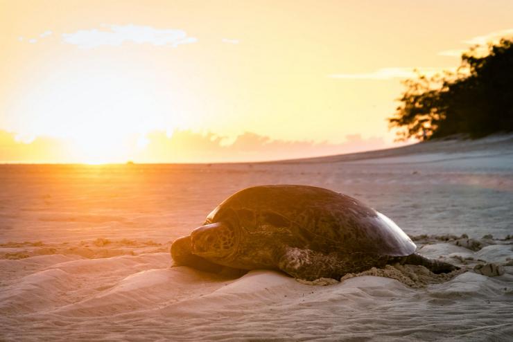 日出时海滩上的海龟 © James Vodicka 版权所有