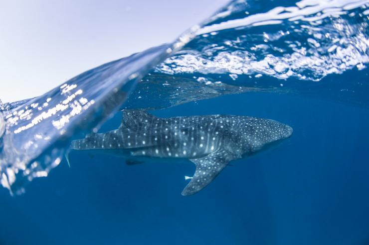 西澳大利亚州，宁加洛珊瑚礁，鲸鲨 © Sean Scott 版权所有