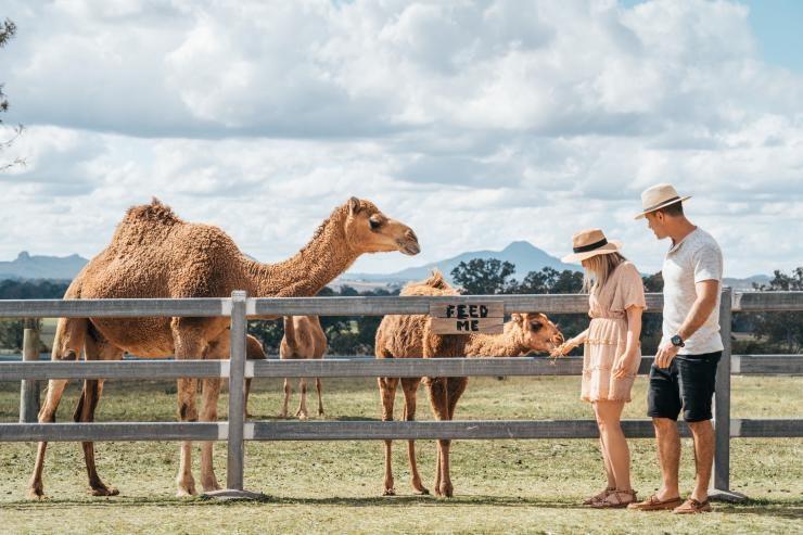 在哈里斯维尔的 Summer Land Camels 骆驼牧场一对情侣在喂骆驼 © 昆士兰州旅游及活动推广局