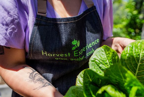 维多利亚州，吉隆市及贝拉林半岛，Harvest Experience 烹饪学校，特写镜头中，校长手里拿着一把刚采摘的绿叶菜 © Harvest Experience 烹饪学校版权所有