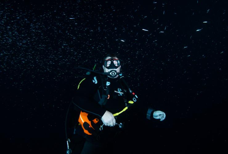 西澳大利亚州，珀斯，Perth Scuba 水肺潜水 © Perth Scuba/Johanna Pool 版权所有