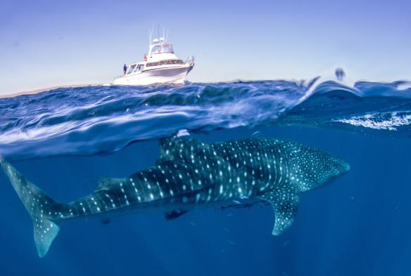 西澳大利亚州，宁加洛海洋公园，Exmouth Dive & Whalesharks Ningaloo 旅游团行程途中，一只鲸鲨在海面之下，远处是一艘游船 © Exmouth Dive & Whalesharks Ningaloo 版权所有