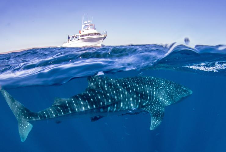 西澳大利亚州，宁加洛海洋公园，Exmouth Dive & Whalesharks Ningaloo 旅游团行程途中，一只鲸鲨在海面之下，远处是一艘游船 © Exmouth Dive & Whalesharks Ningaloo 版权所有