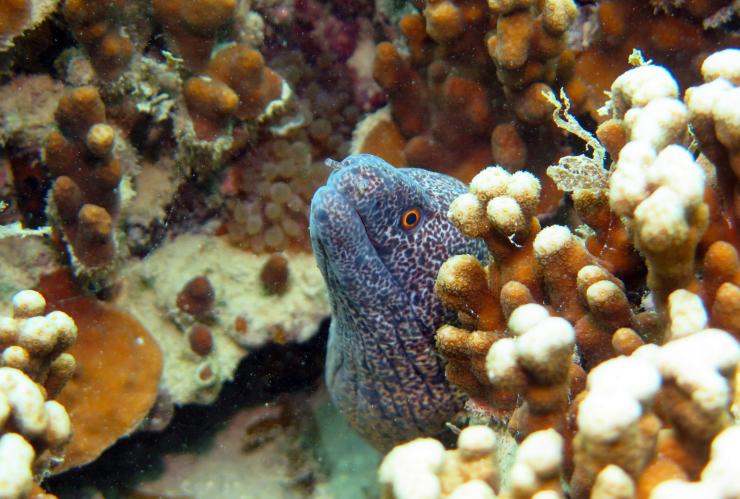 新南威尔士州，豪勋爵岛 © DivePlanIt.com 版权所有