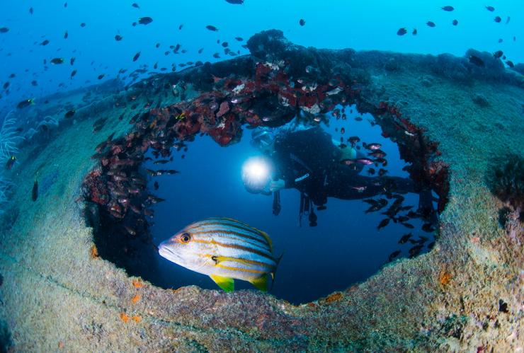昆士兰州，大堡礁，“扬加拉”号沉船 © 昆士兰州旅游及活动推广局/Scuba Diver Life 版权所有