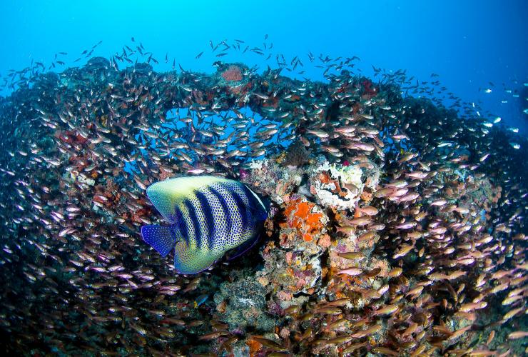 昆士兰州，大堡礁，“扬加拉”号沉船 © 昆士兰州旅游及活动推广局/Scuba Diver Life 版权所有