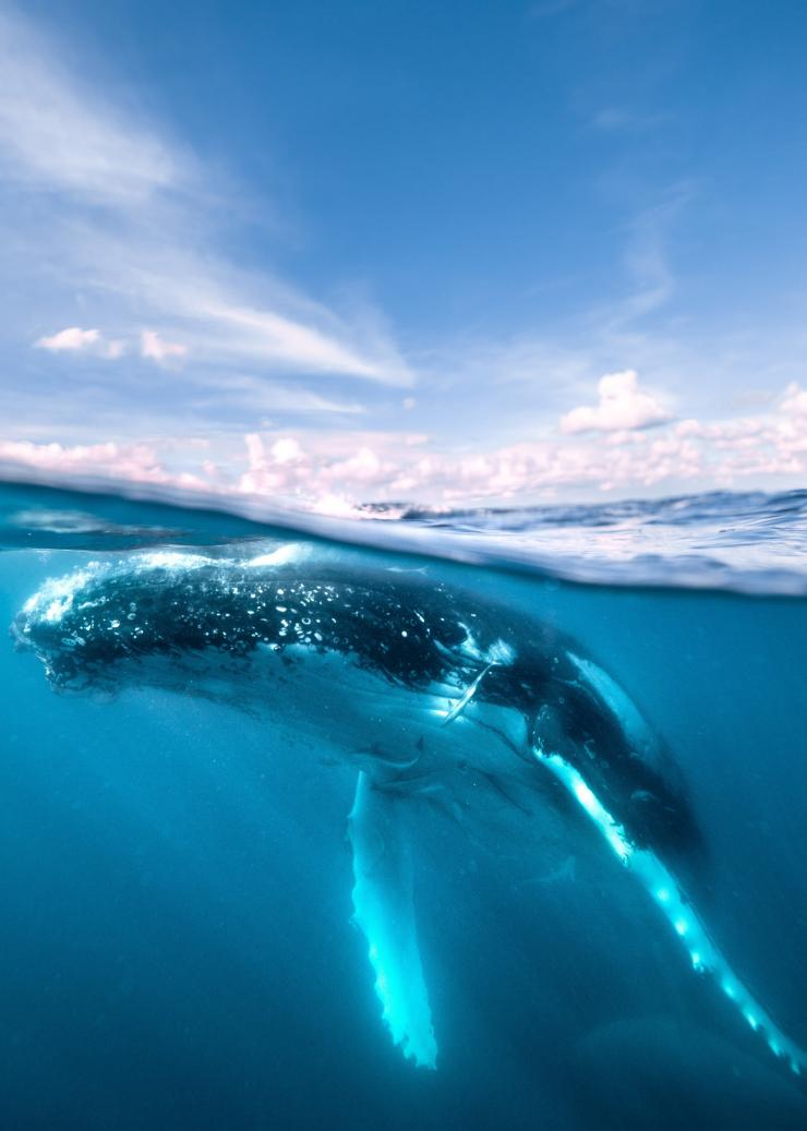 昆士兰州，荷维湾赏鲸，与鲸鱼共泳 © 昆士兰州旅游及活动推广局版权所有
