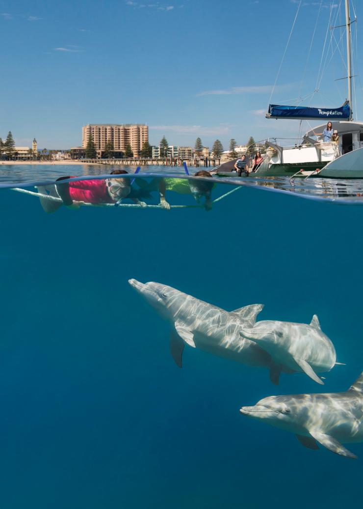南澳大利亚州，魅力航海之旅，与野生海豚一起戏水游泳 © 南澳大利亚旅游局版权所有