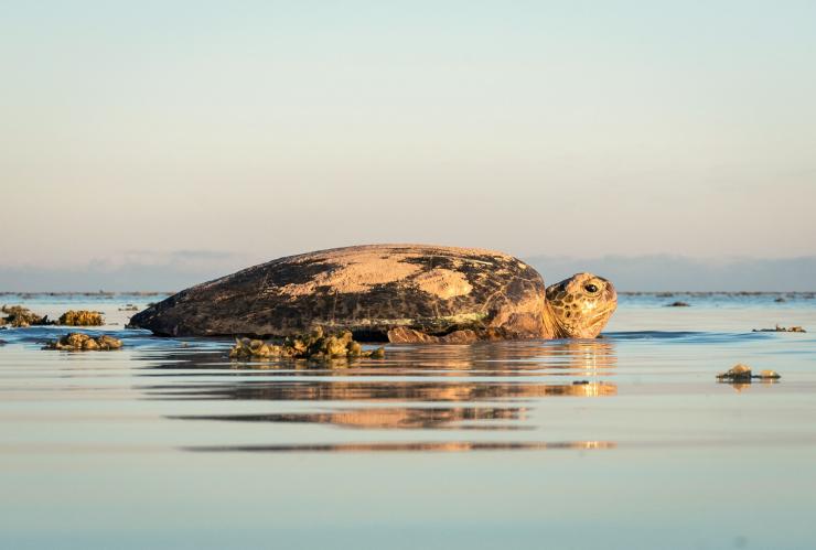 昆士兰州，海龙岛，海龟 © James Vodicka 版权所有