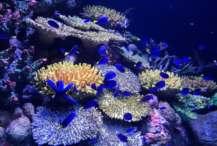 昆士兰州，凯恩斯，凯恩斯水族馆 © 凯恩斯水族馆版权所有