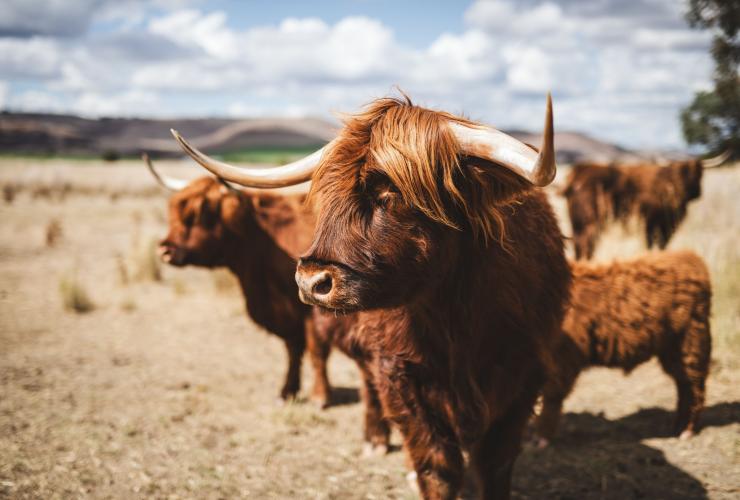 塔斯马尼亚州，汉密尔顿，柯林佳农场的一群牛 © Stu Gibson 版权所有