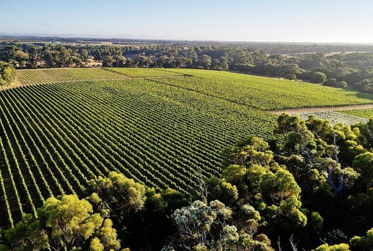 西澳大利亚州，玛格丽特河，史蒂文斯谷，航行者酒庄，郁郁葱葱葡萄园的航拍图 © 澳大利亚旅游局版权所有