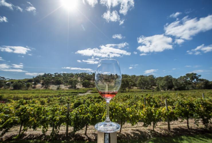 南澳大利亚州，麦拿伦谷，安戈瓦家族酿酒者，一杯红酒置于葡萄园中 © 澳大利亚旅游局版权所有
