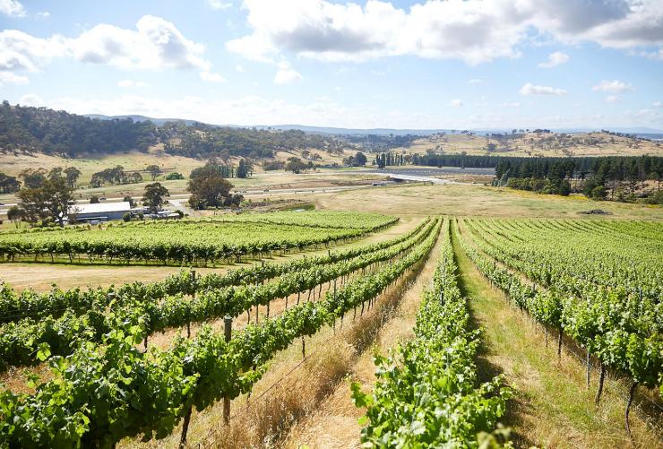 澳大利亚首都领地，堪培拉地区葡萄酒产区，一片郁郁葱葱的葡萄园 © 堪培拉观光局版权所有