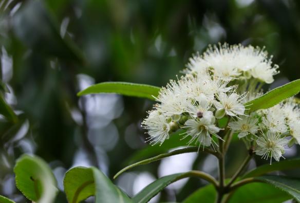 昆士兰州，自然光下的特写：柠檬香桃木树上盛开的洁白花朵 © iStock/miwa_in_oz 版权所有