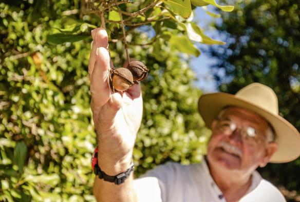 昆士兰州，班达伯格，Macadamias Australia 游客体验中心，明媚的阳光下，一位游客正伸手采摘枝头的澳大利亚坚果 © 澳大利亚旅游局版权所有