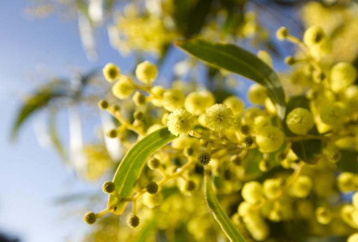 维多利亚州，洛恩，一棵开满鲜黄色花朵的金合欢树 © 维多利亚州旅游局版权所有