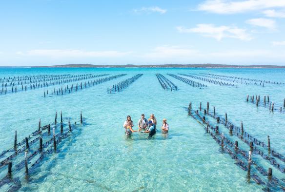 南澳大利亚州,艾尔半岛,航拍 Experience Coffin Bay 旅行社游客站在生蚝架间的海水池中 © 澳大利亚旅游局版权所有