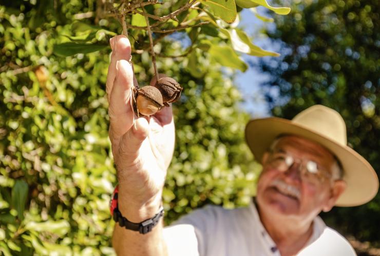 昆士兰州，班达伯格，Macadamias Australia 游客体验中心，一个人在观察树上生长的澳洲坚果 © 澳大利亚旅游局版权所有