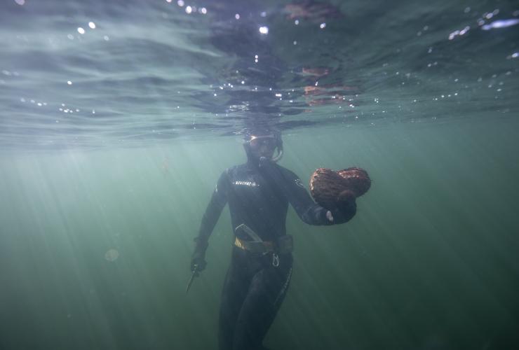 塔斯马尼亚州，霍巴特，海鲜饕餮之旅，一个人在海洋水下潜水，戴着呼吸管，手里拿着一只大鲍鱼 © Daniel Tran 版权所有